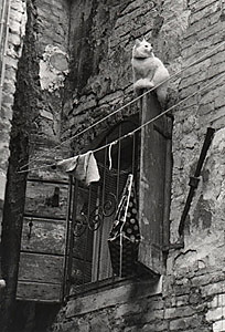 Black and white photo of a cat sitting on a shutter near the Campo San Rocco in the San Polo sestiere of Venice, Italy